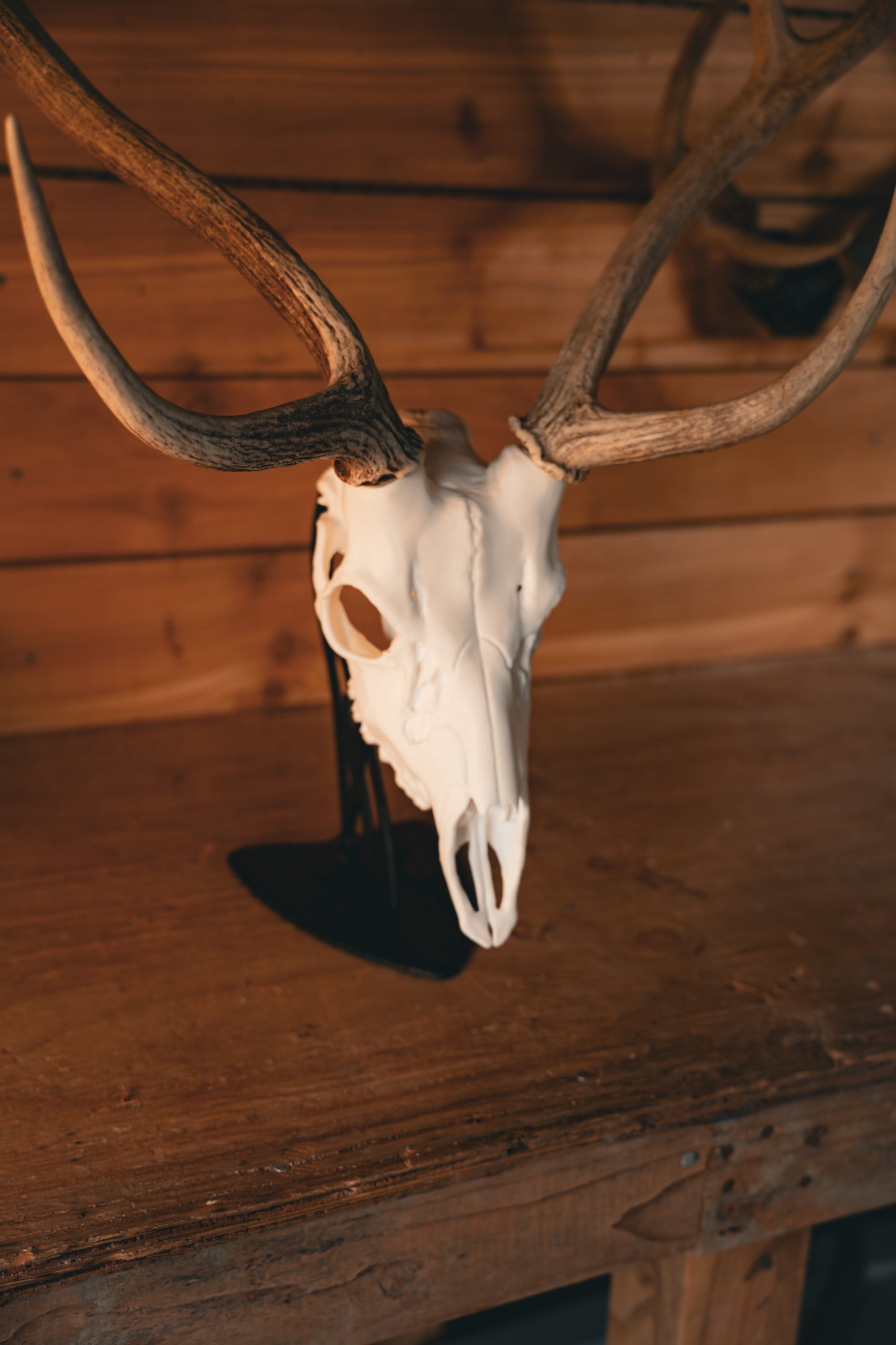 Axis Deer - Replica Mount