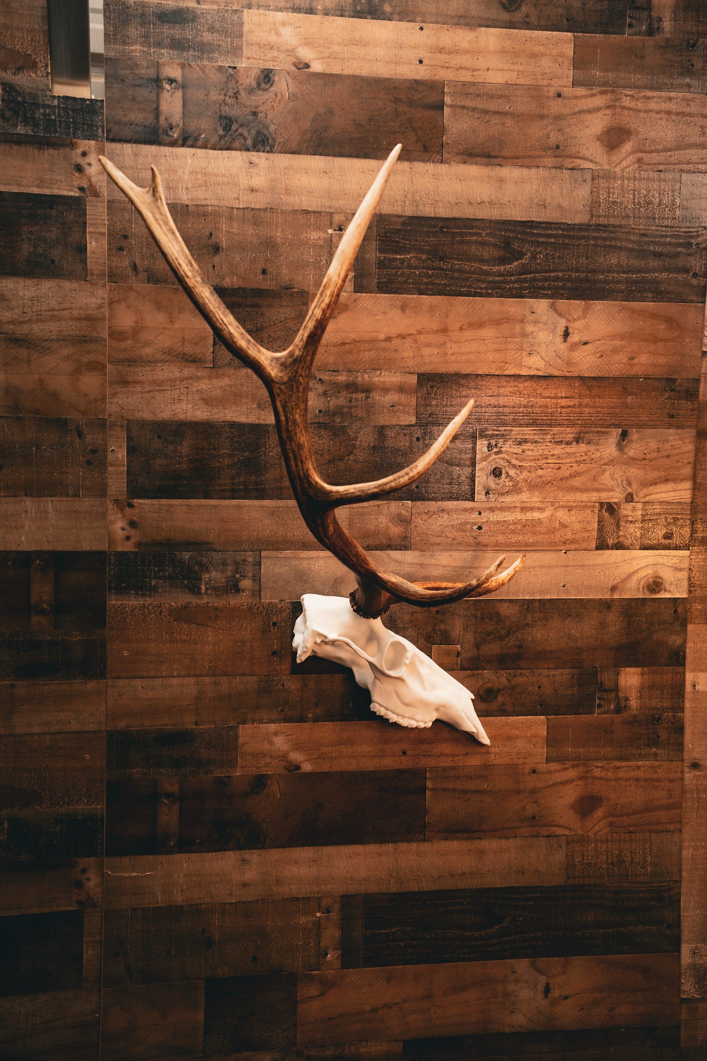 Elk Half Skull Mount