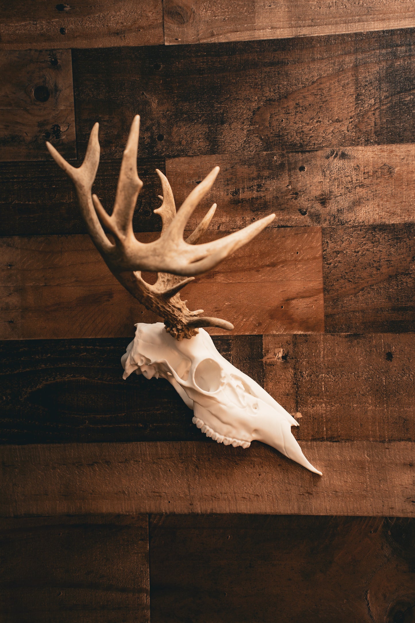 Deer Half Skull Mount