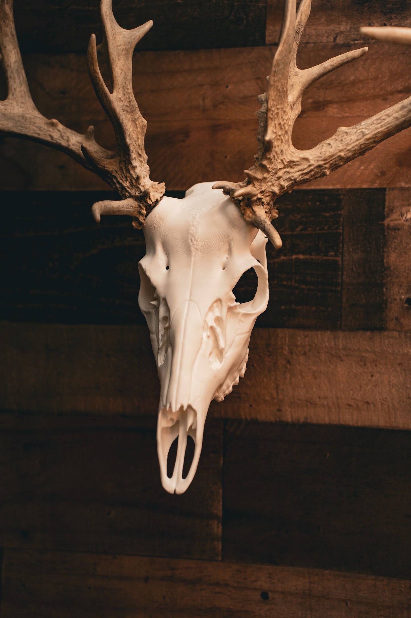 Whitetail Deer - Replica Mount