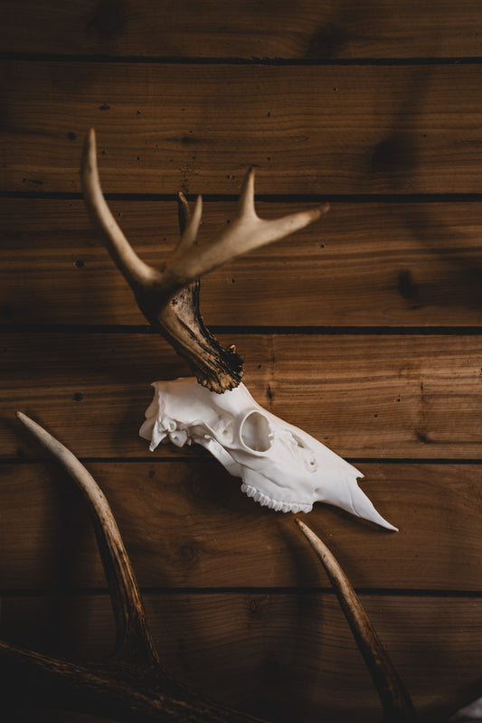 Deer Half Skull Mount
