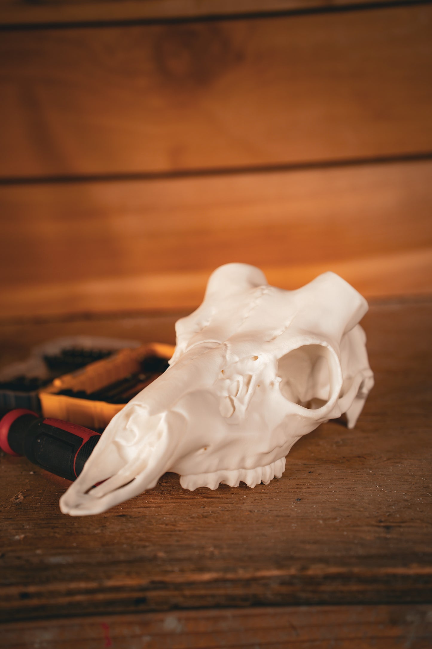 Axis Deer - Replica Mount
