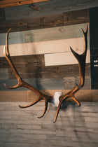 Elk Skull Cap - Replica Mount