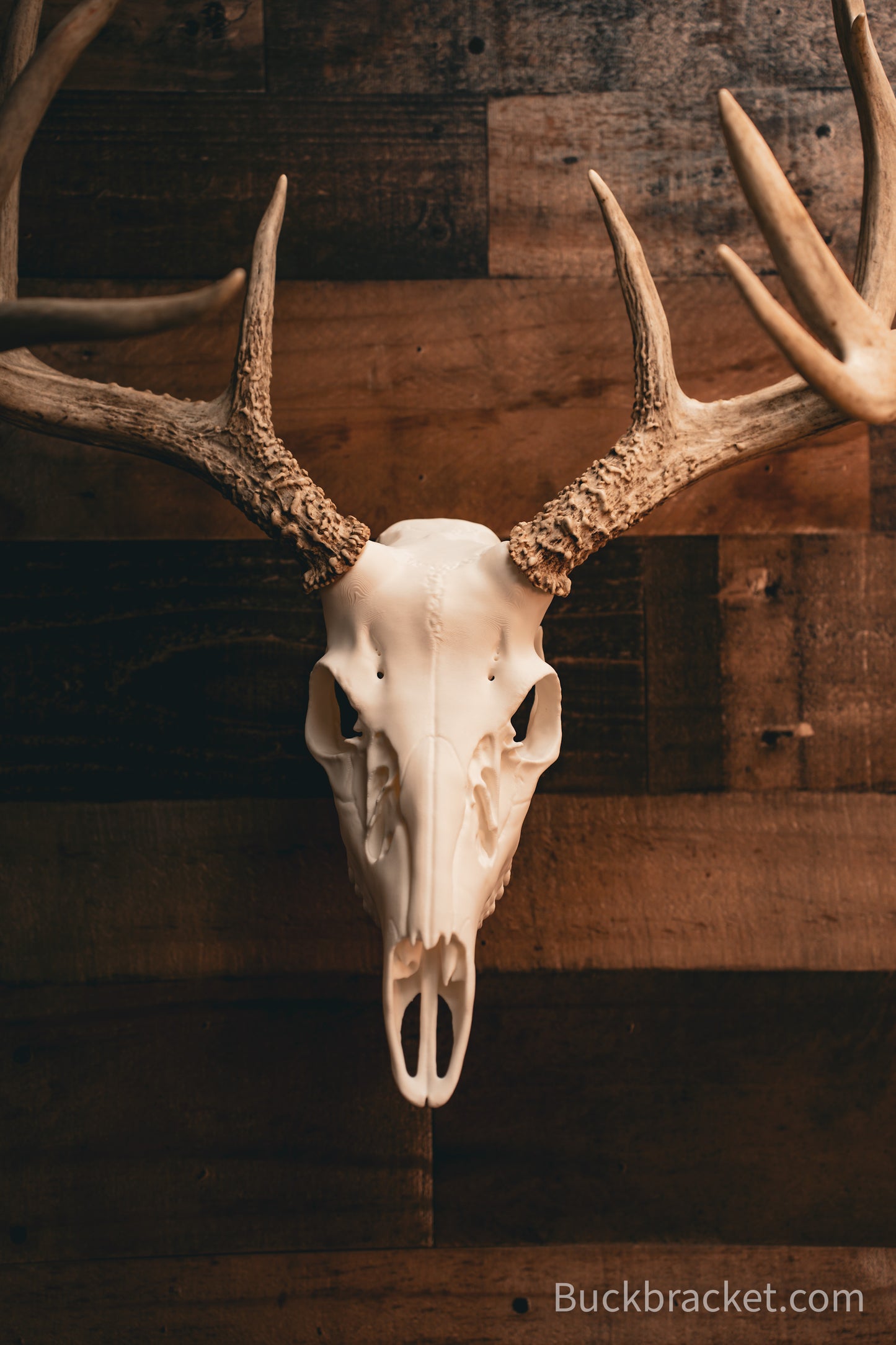 Whitetail Deer - Replica Mount