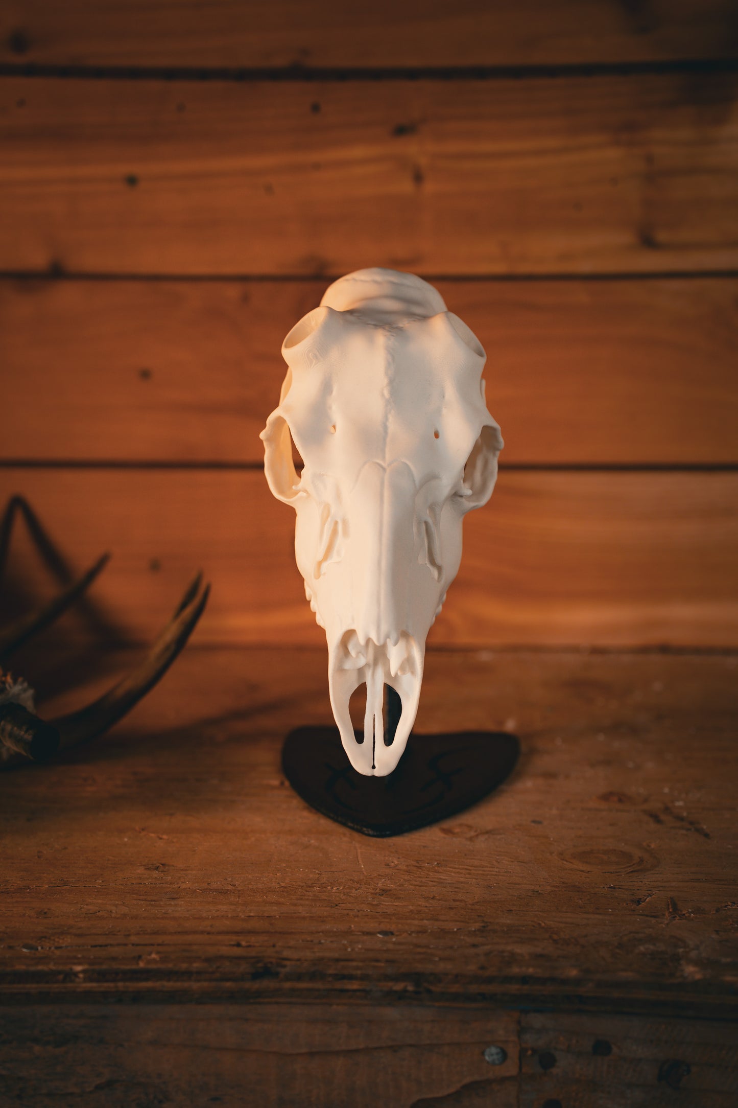Mule Deer Snap Skull - Replica Mount