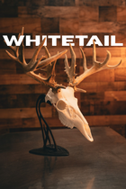 Whitetail Deer - Replica Mount