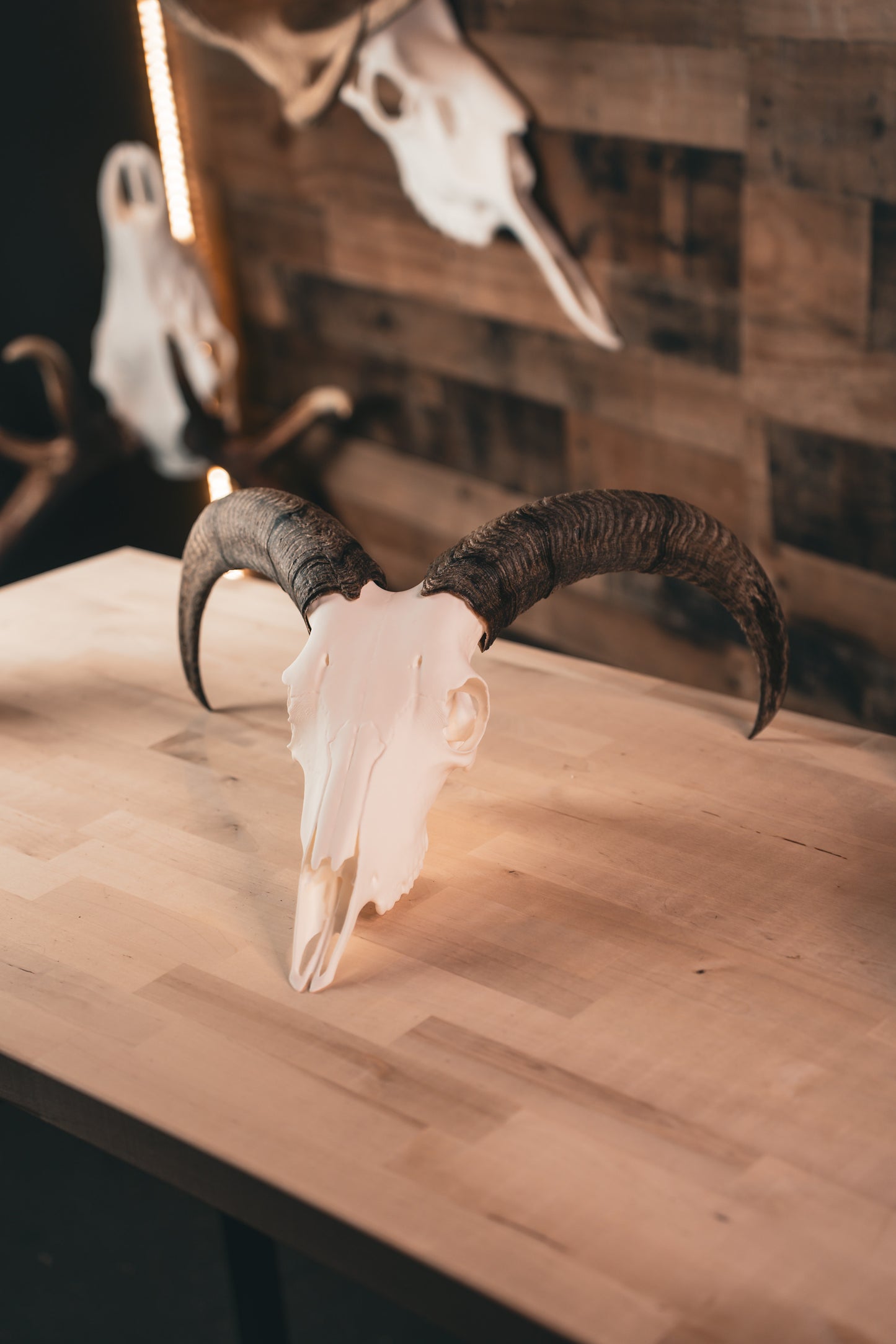 Aoudad Replica Skull (Barbary Sheep)