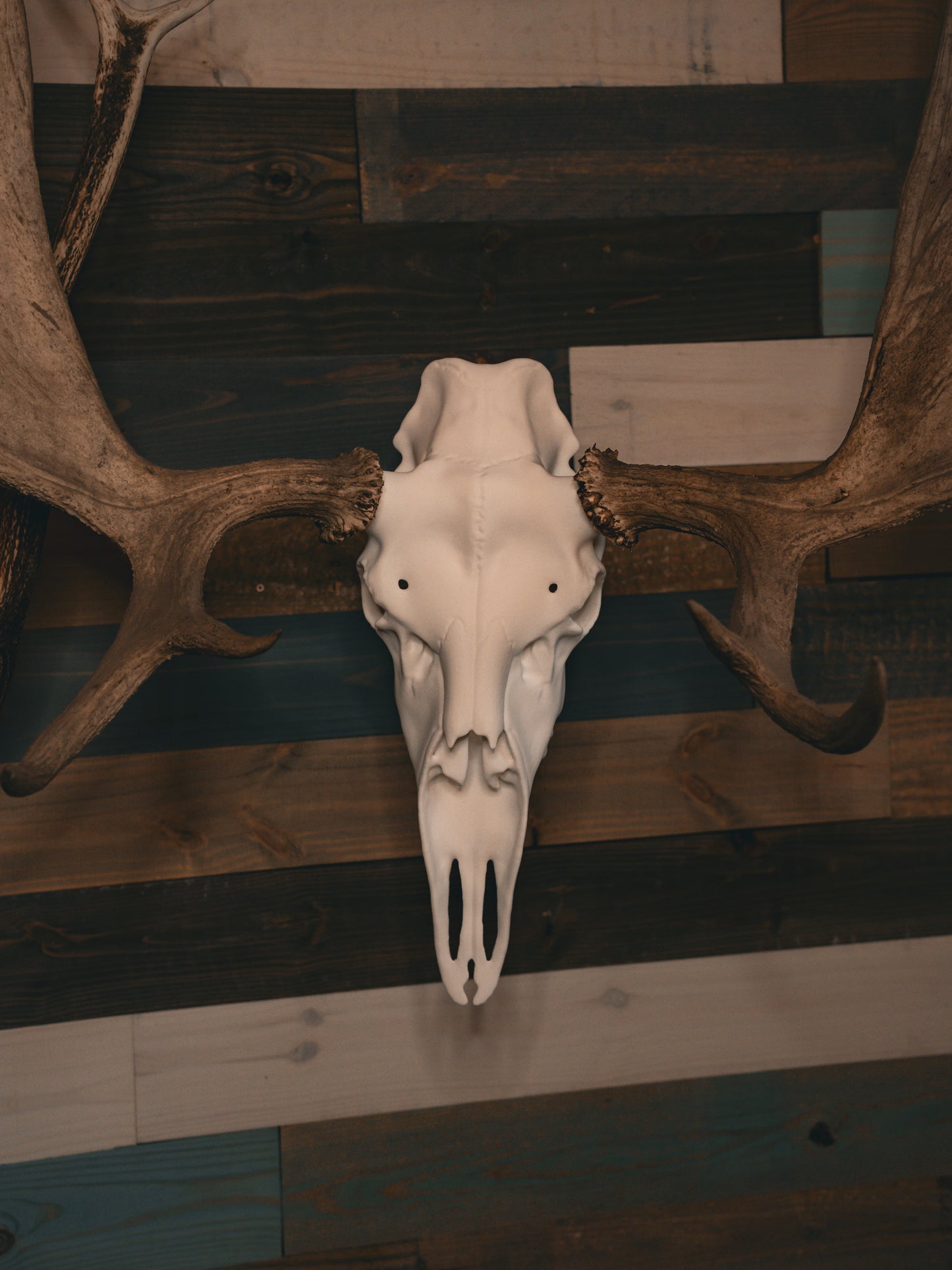 Moose Snap Skull - Replica Mount