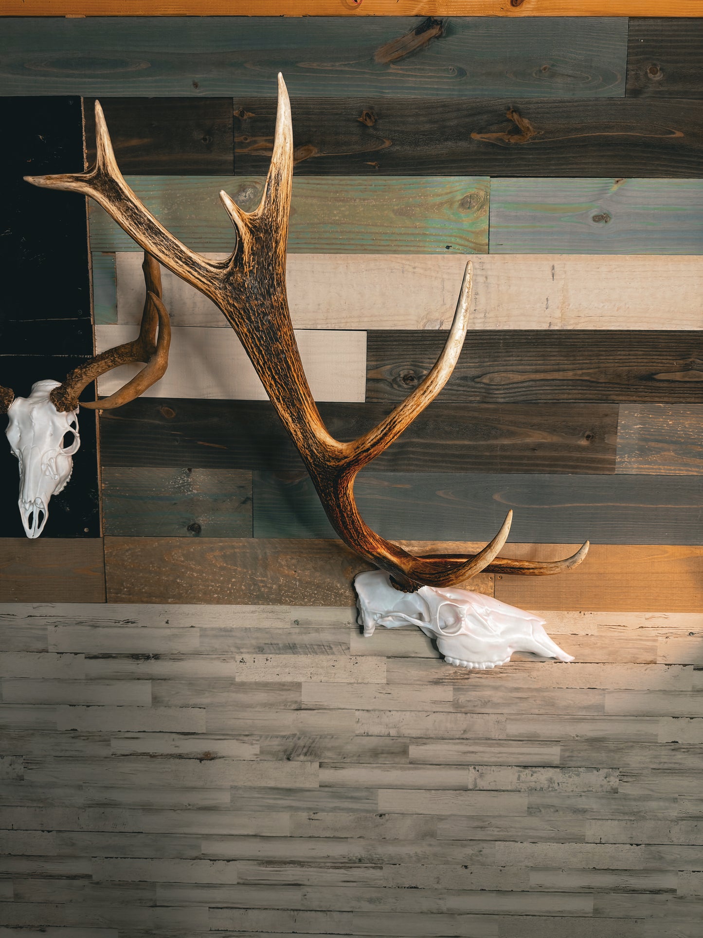 Elk Snap Skull - Half