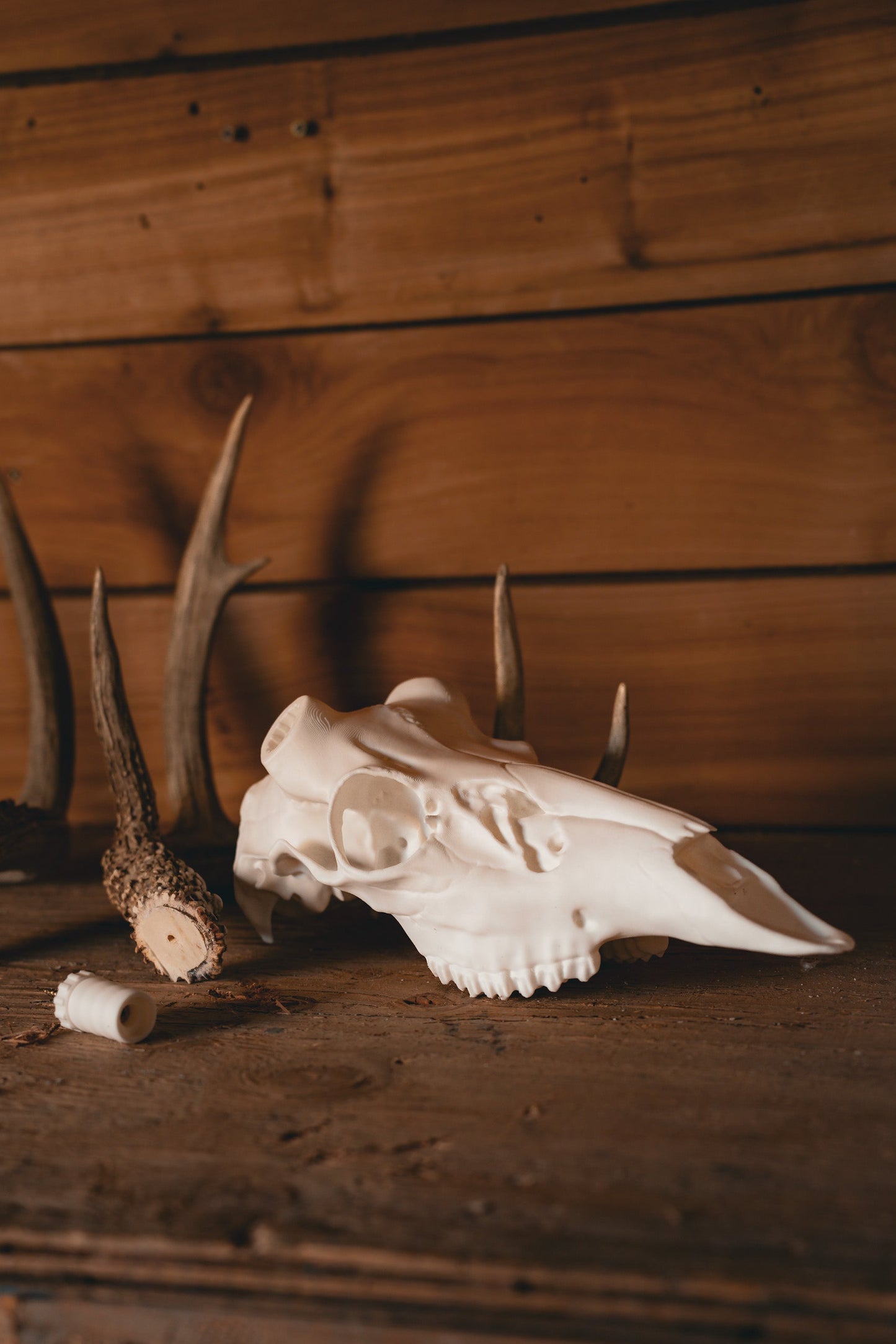 Whitetail Deer Snap Skull - Replica Mount