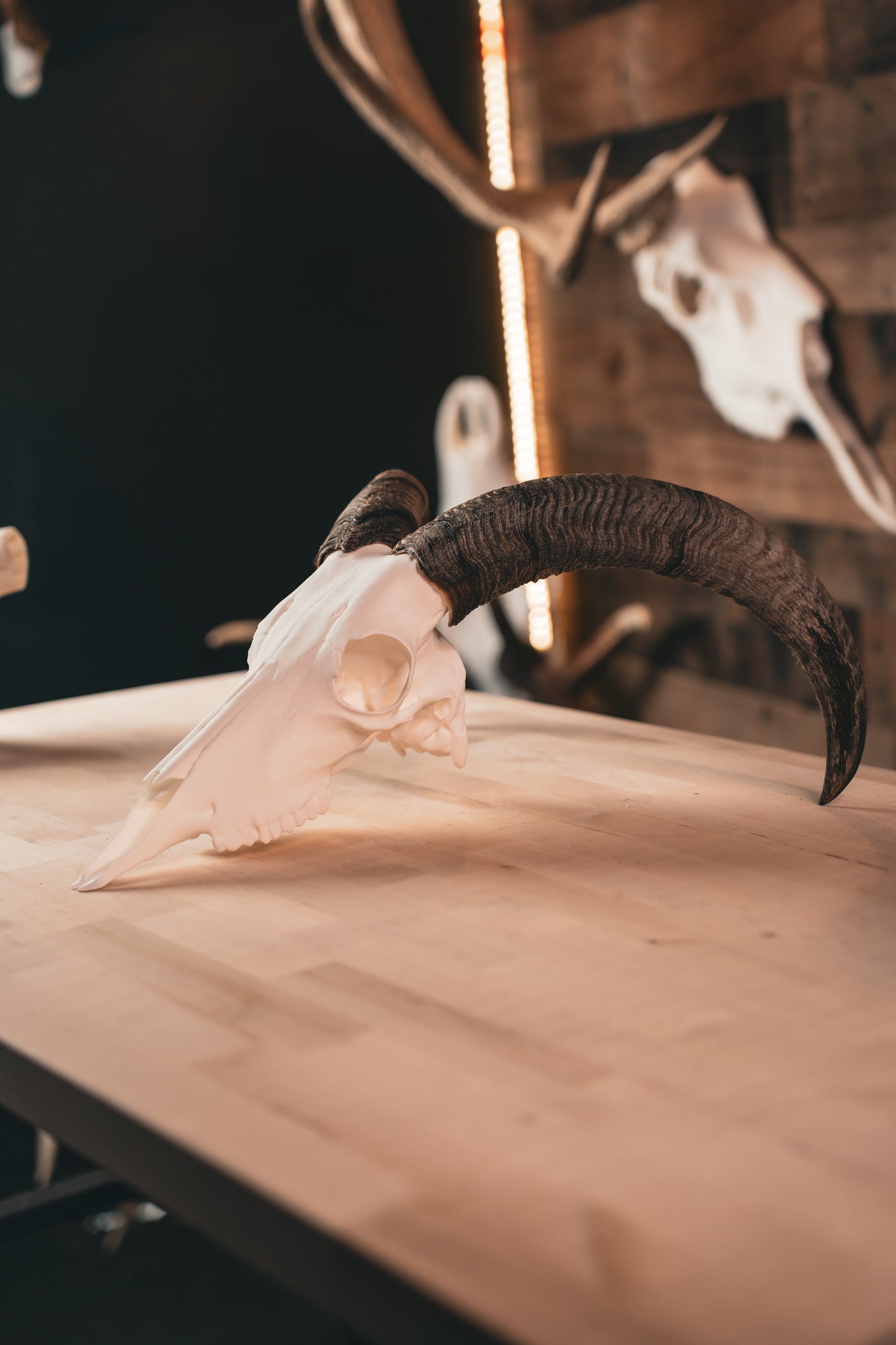 Aoudad Replica Skull (Barbary Sheep)