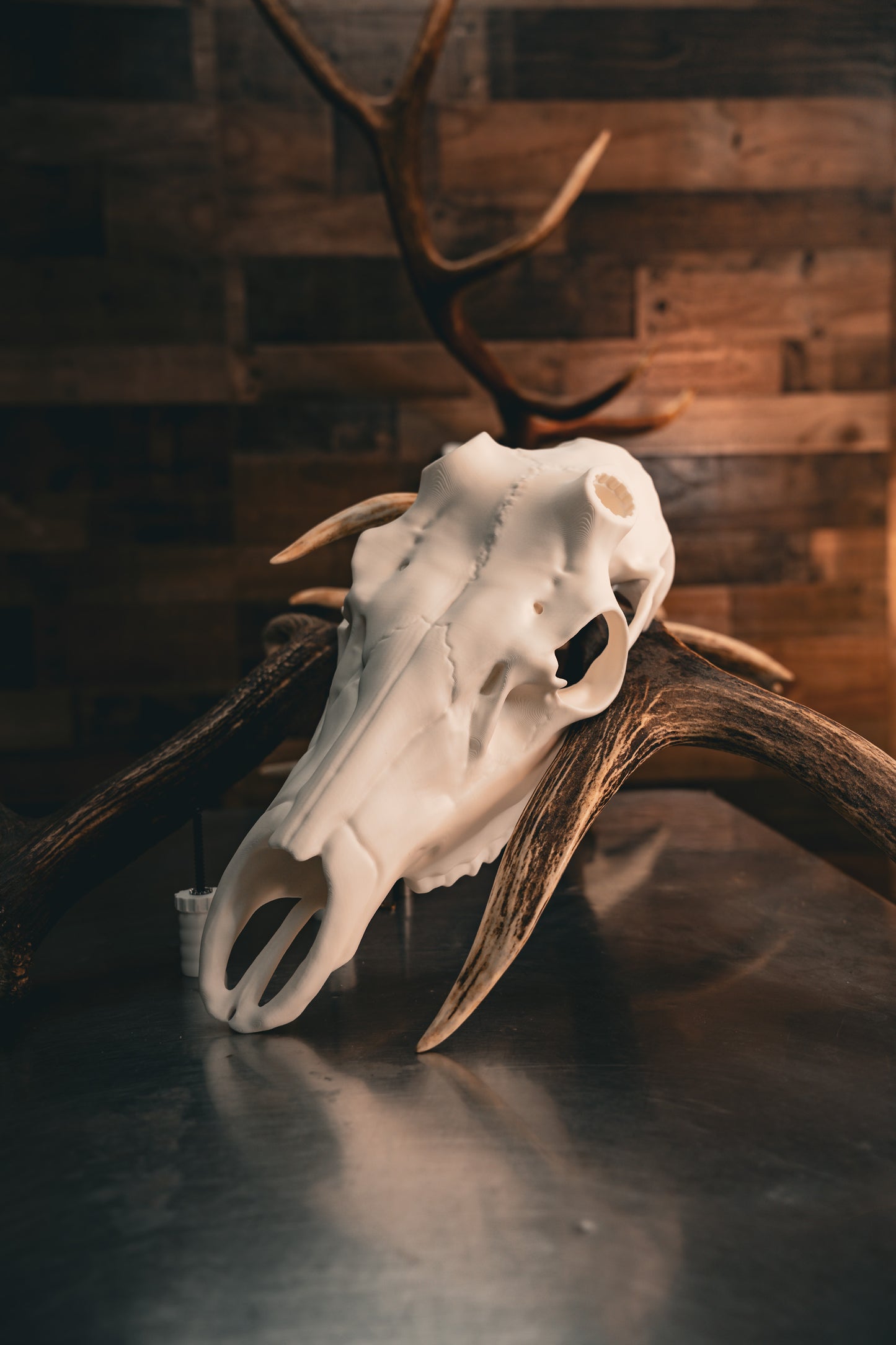 Elk Skull - Replica Mount