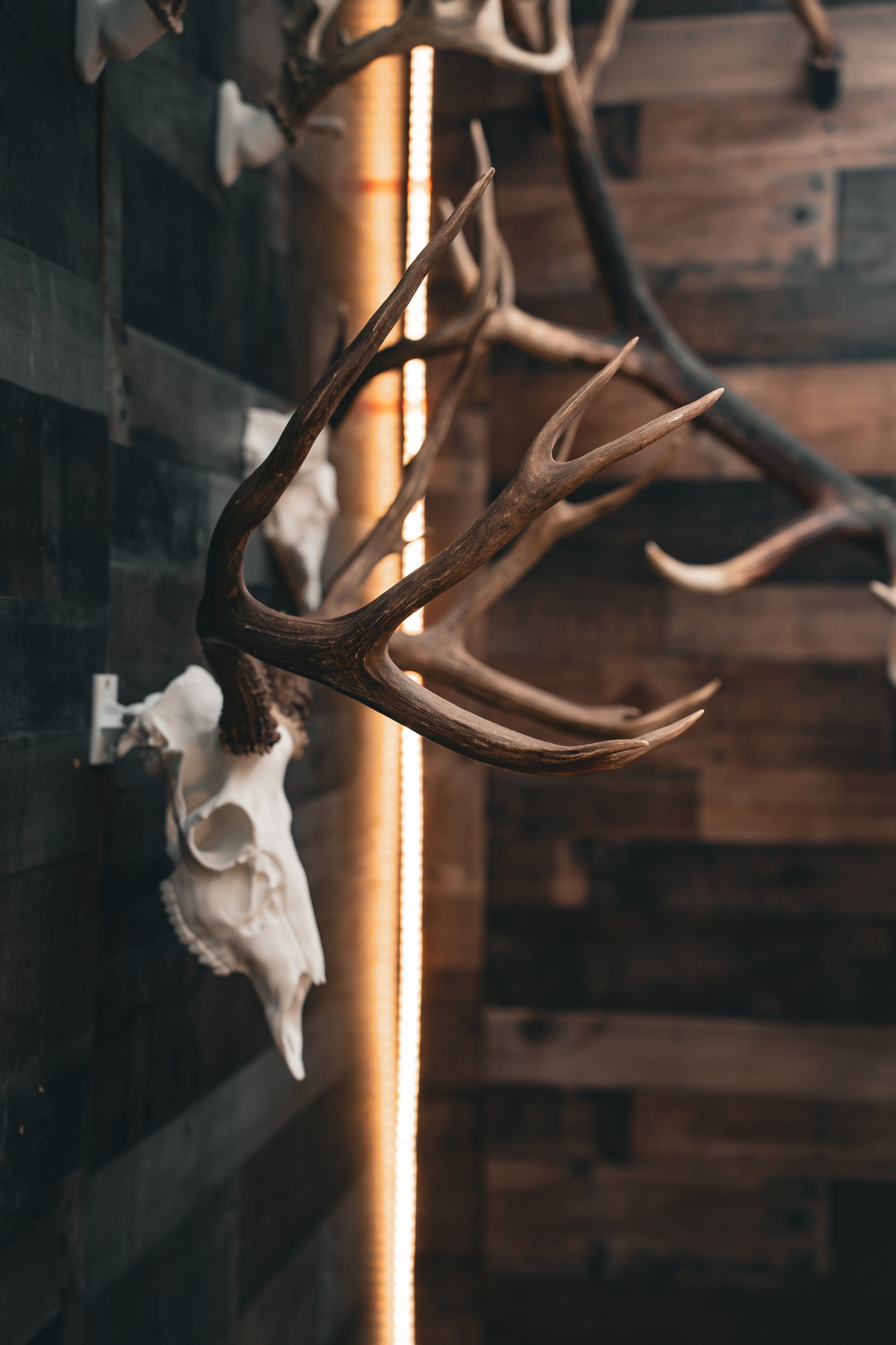 Mule Deer - Replica Mount – Buck Bracket