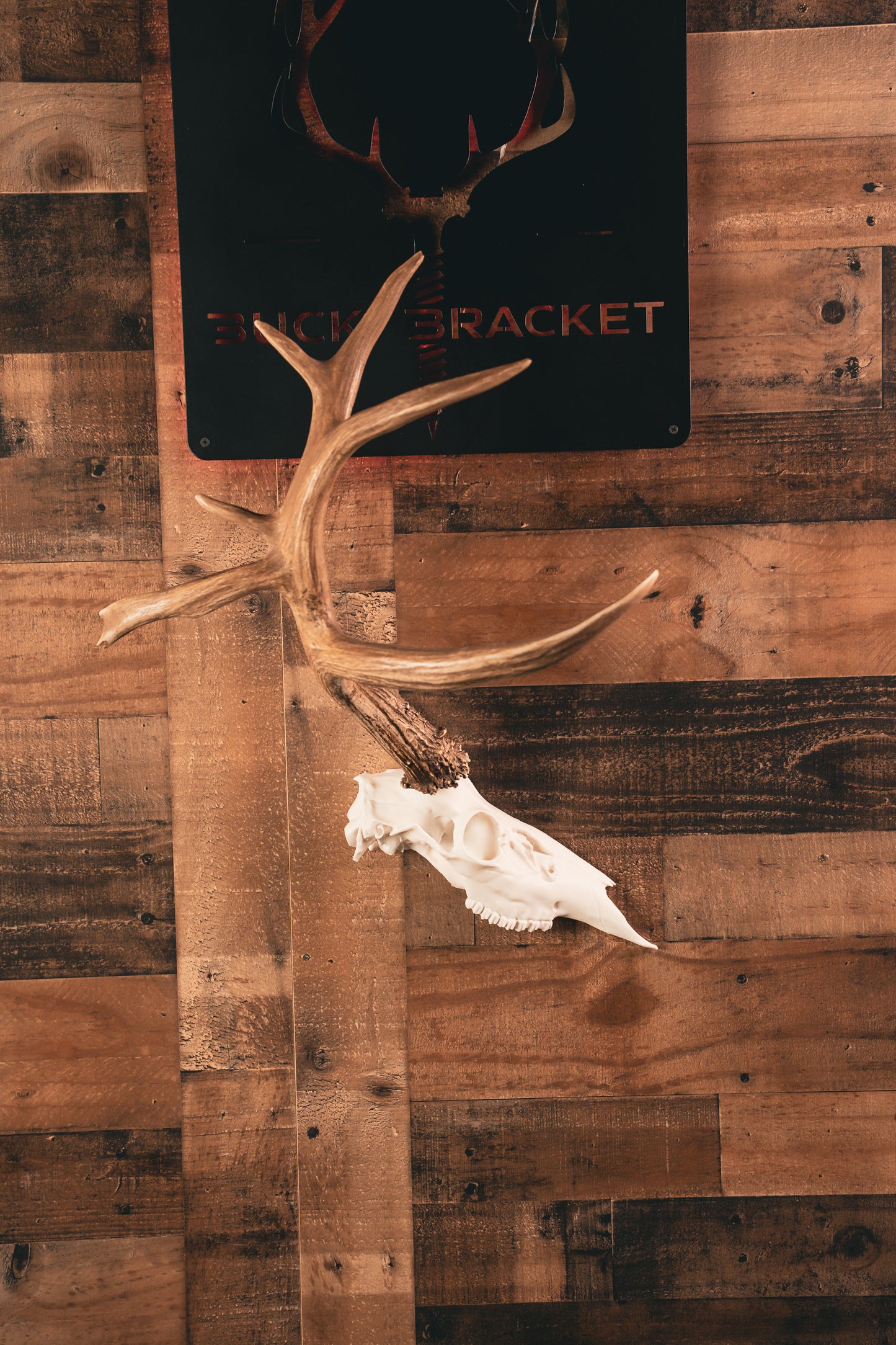 Deer Half Skull Mount