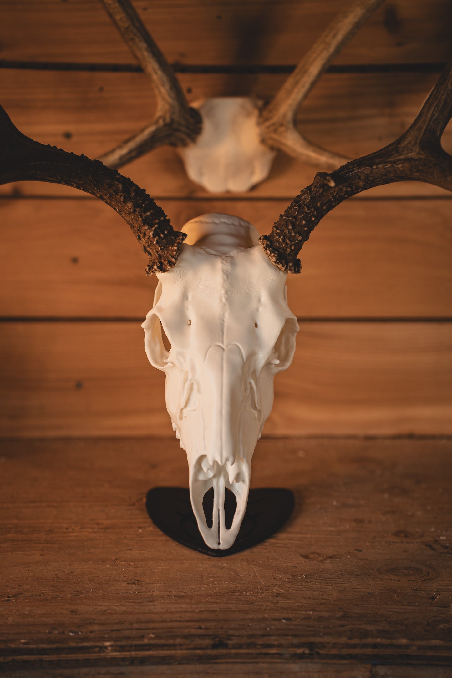 Mule Deer Snap Skull - Replica Mount