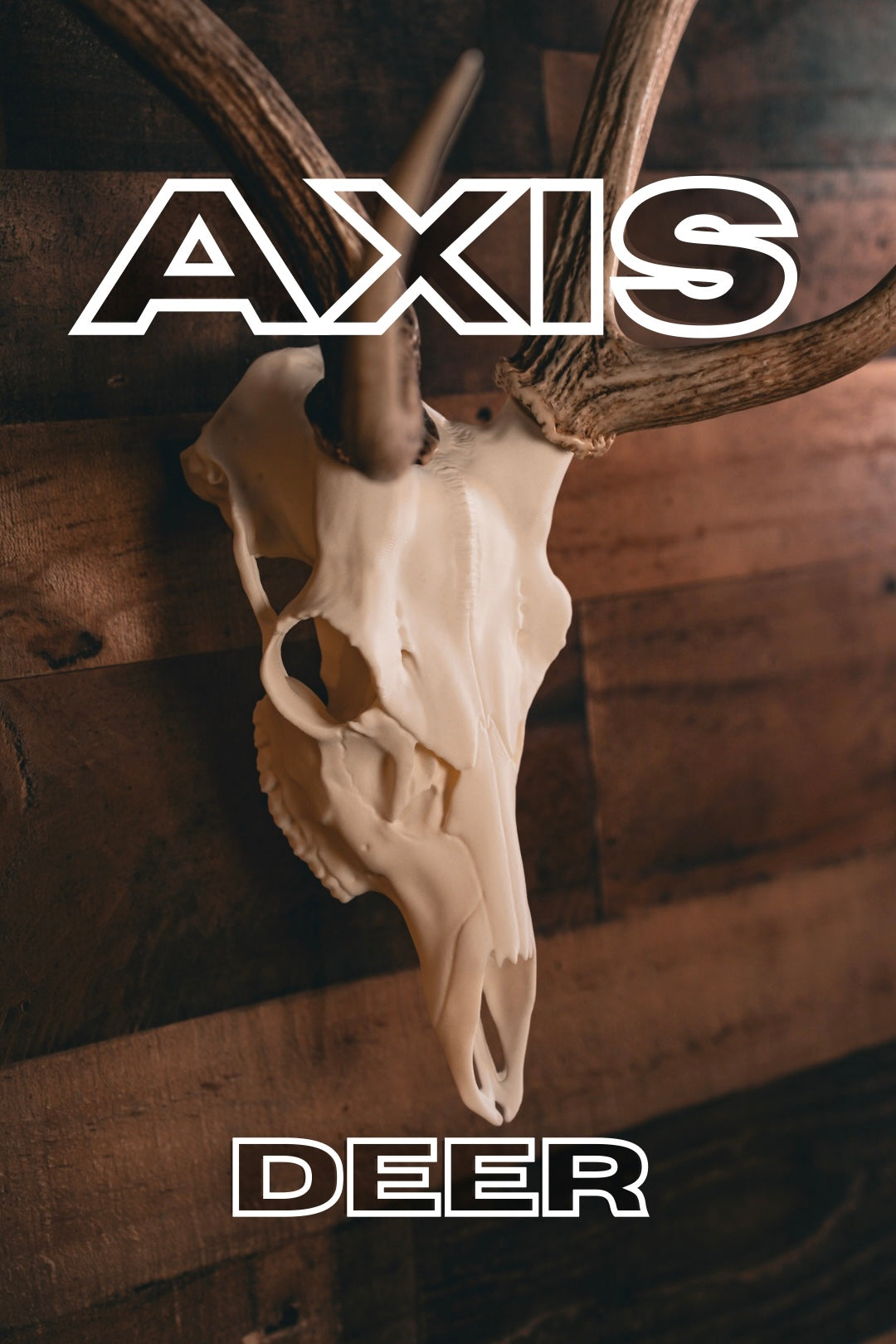 Axis Deer - Replica Mount