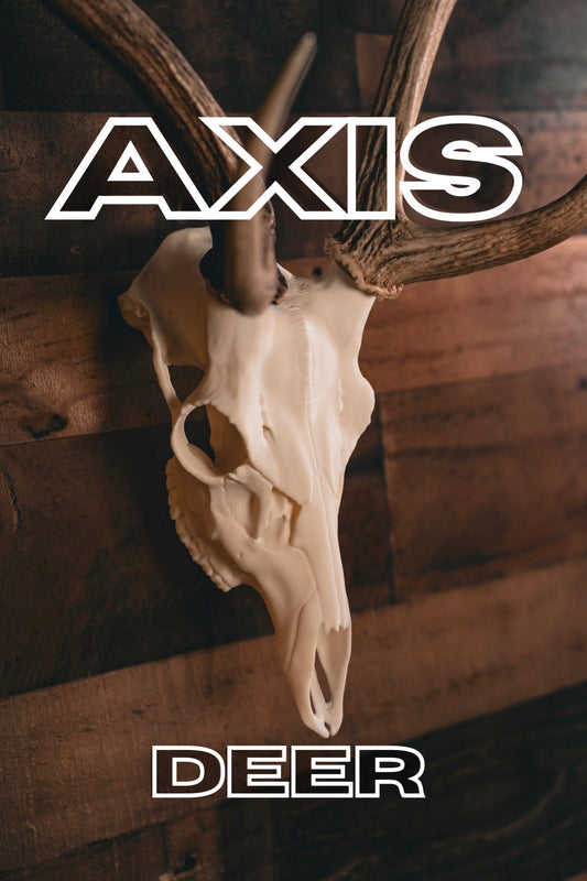 Axis Deer - Replica Mount