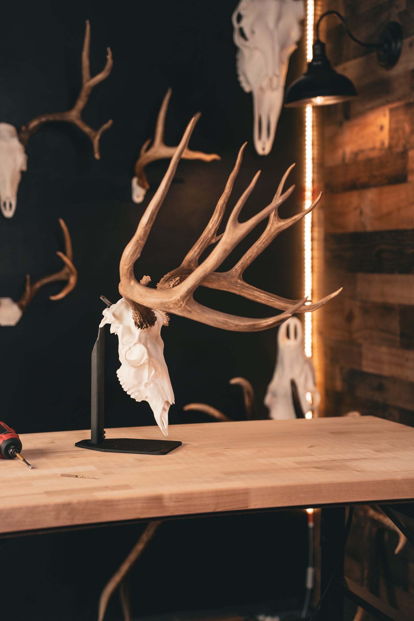 Mule Deer - Replica Mount