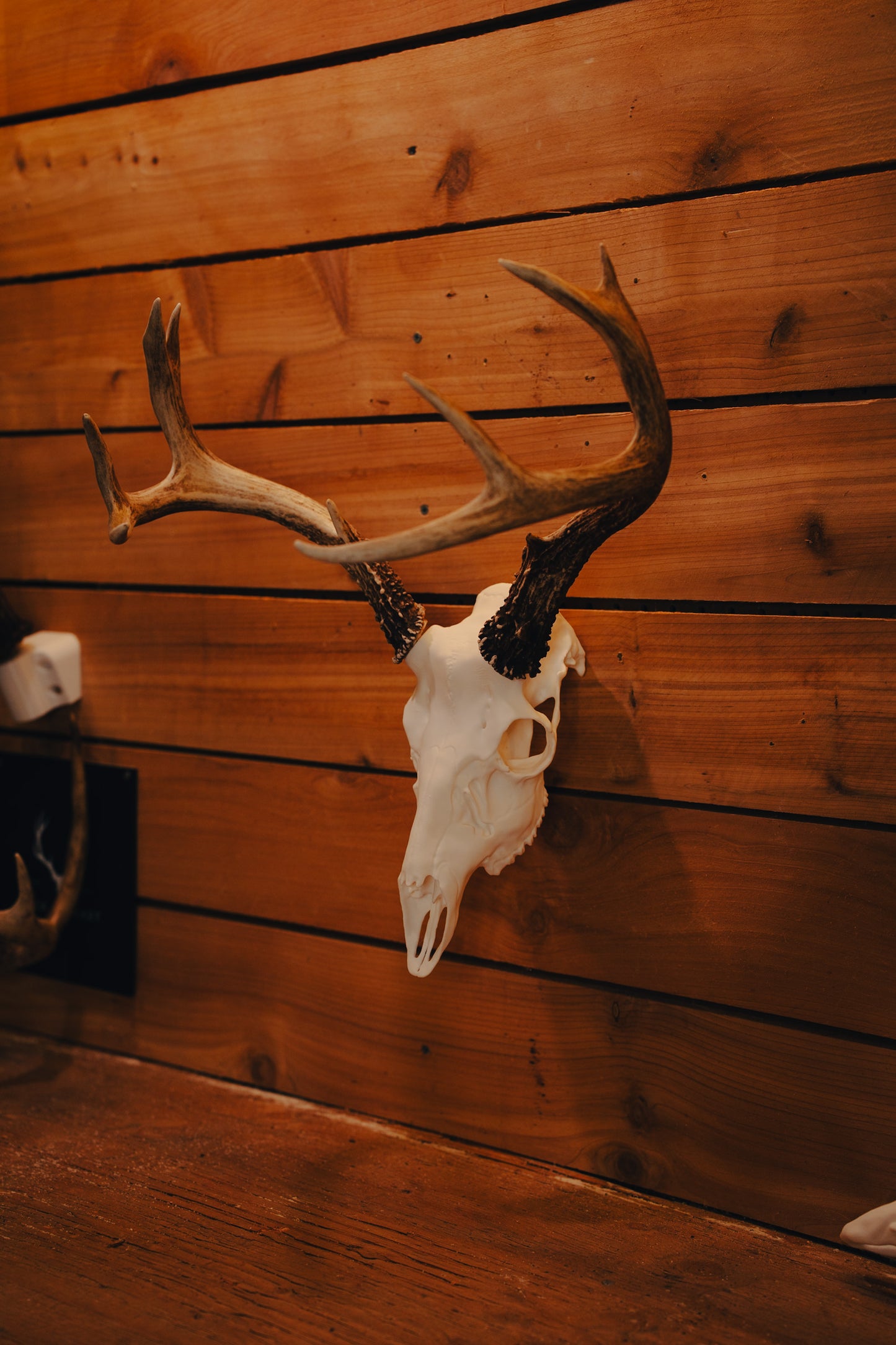 Blacktail Deer - Replica Mount