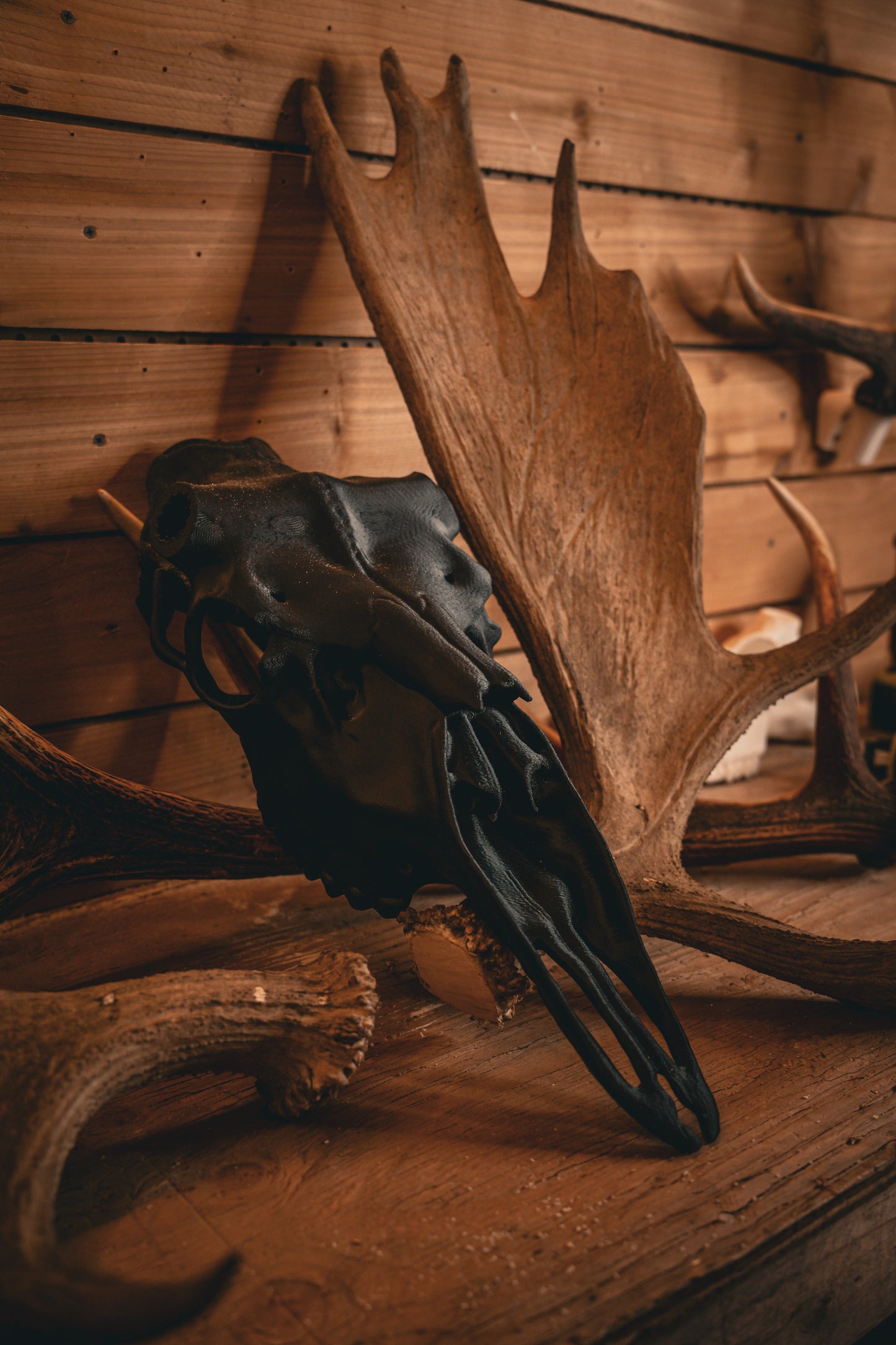 Moose Snap Skull - Replica Mount