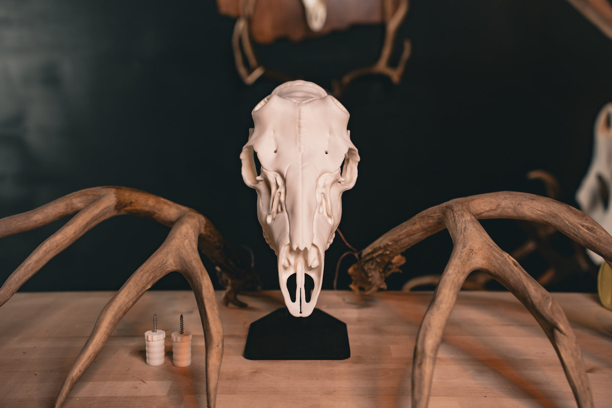 Mule Deer - Replica Mount