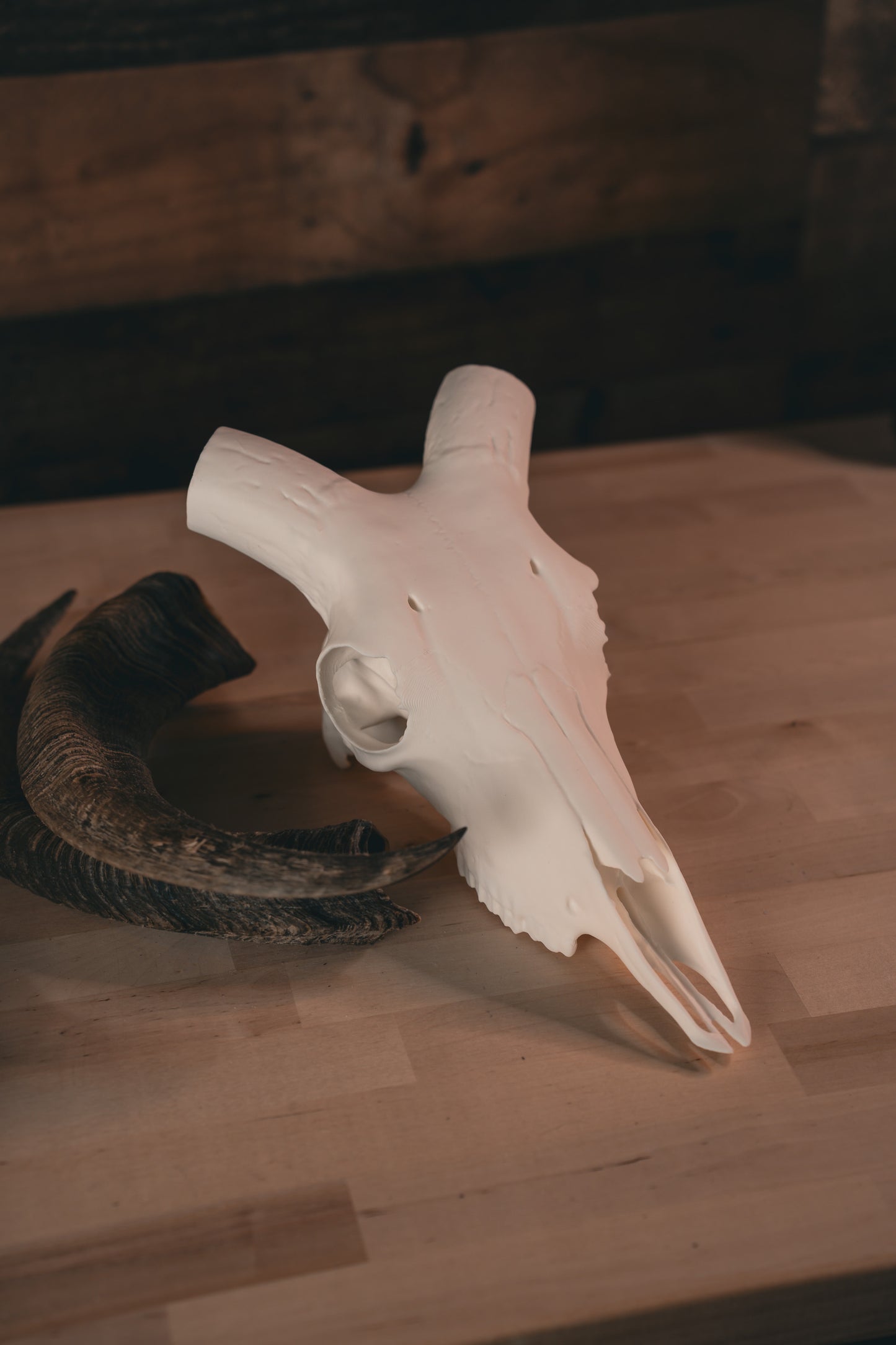 Aoudad Replica Skull (Barbary Sheep)