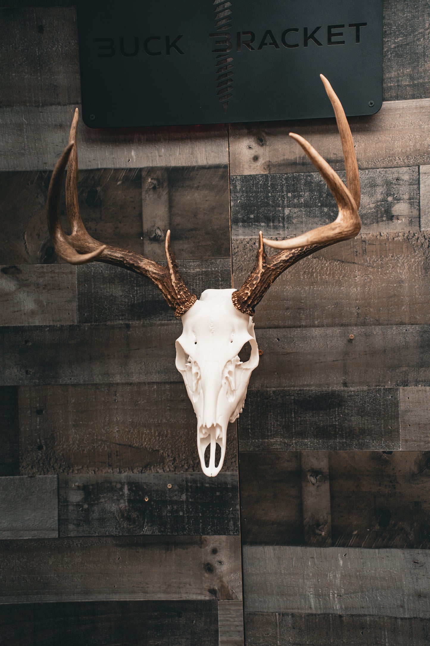 Whitetail Deer - Replica Mount