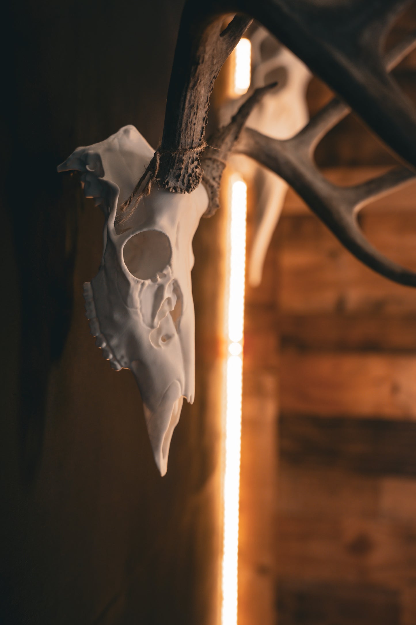 Whitetail Deer - Replica Mount