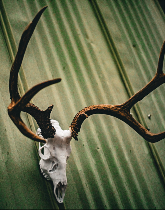Mule Deer Snap Skull - Replica Mount