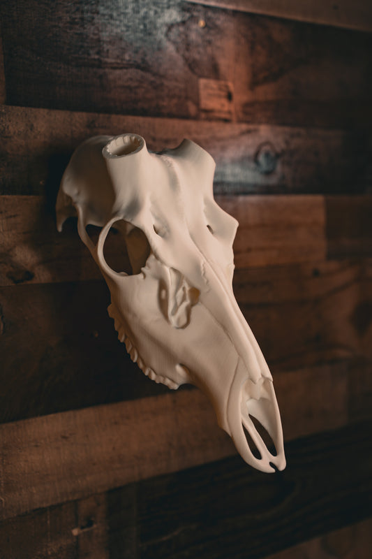Red Stag Replica Skull