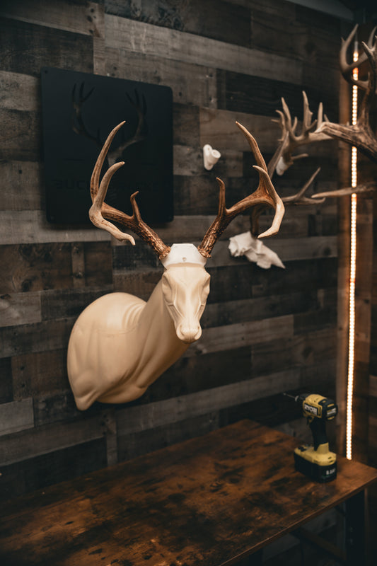 Deer Skull Cap - Shoulder Mount