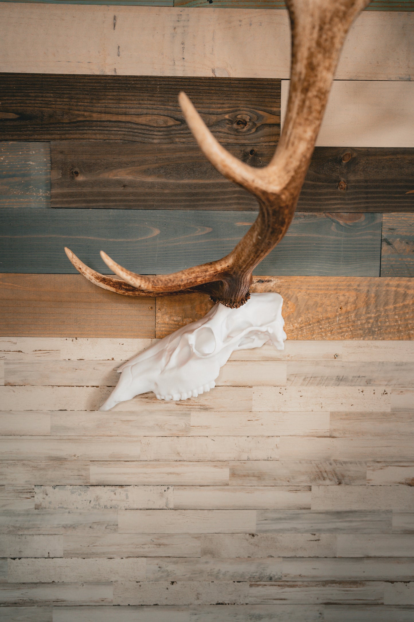 Elk Snap Skull - Half