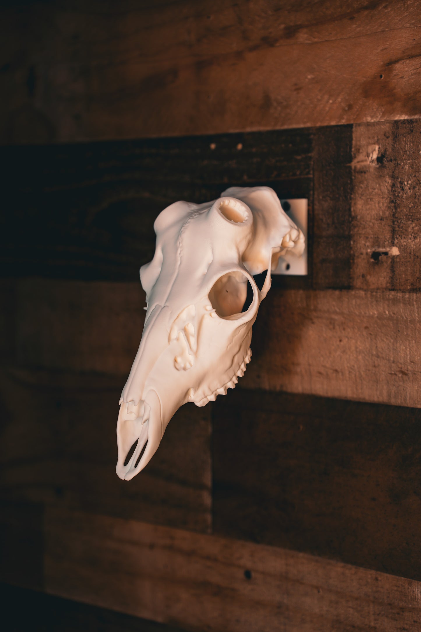 Coues Deer - Replica Mount