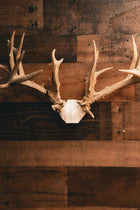 Deer Skull Cap - Replica Mount