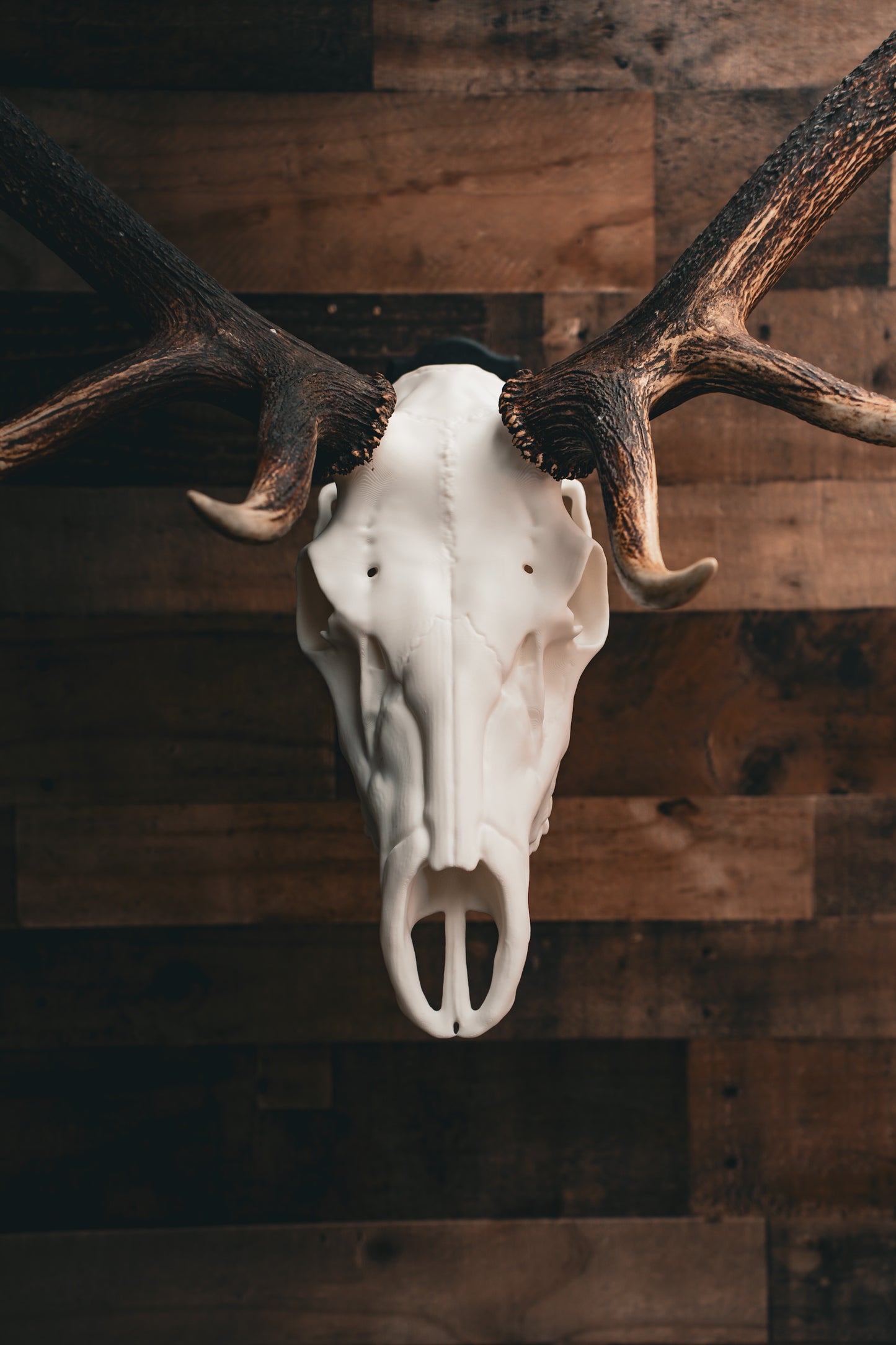 Elk Skull - Replica Mount