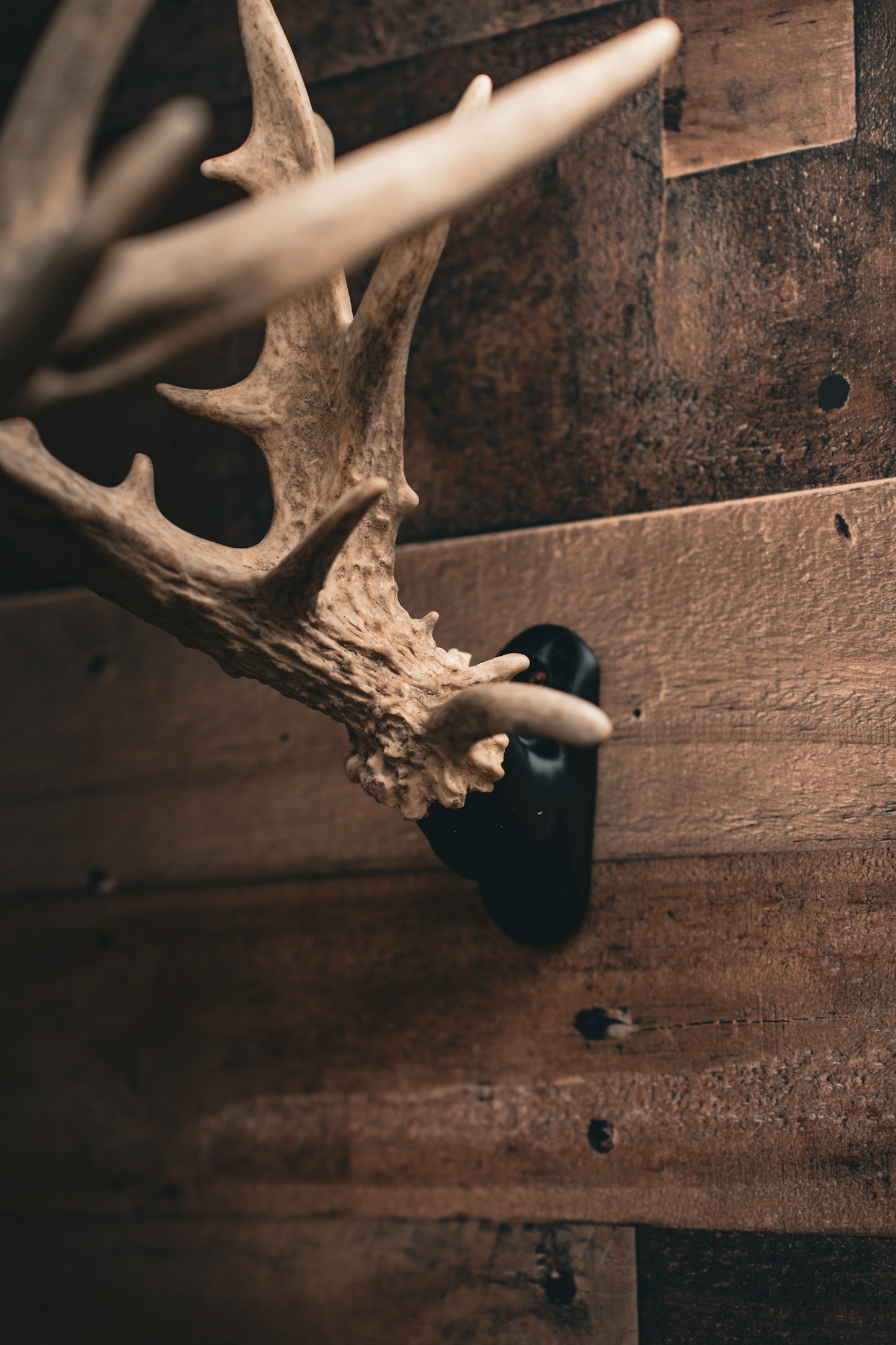 Buck Bracket - Deer Antler Mount