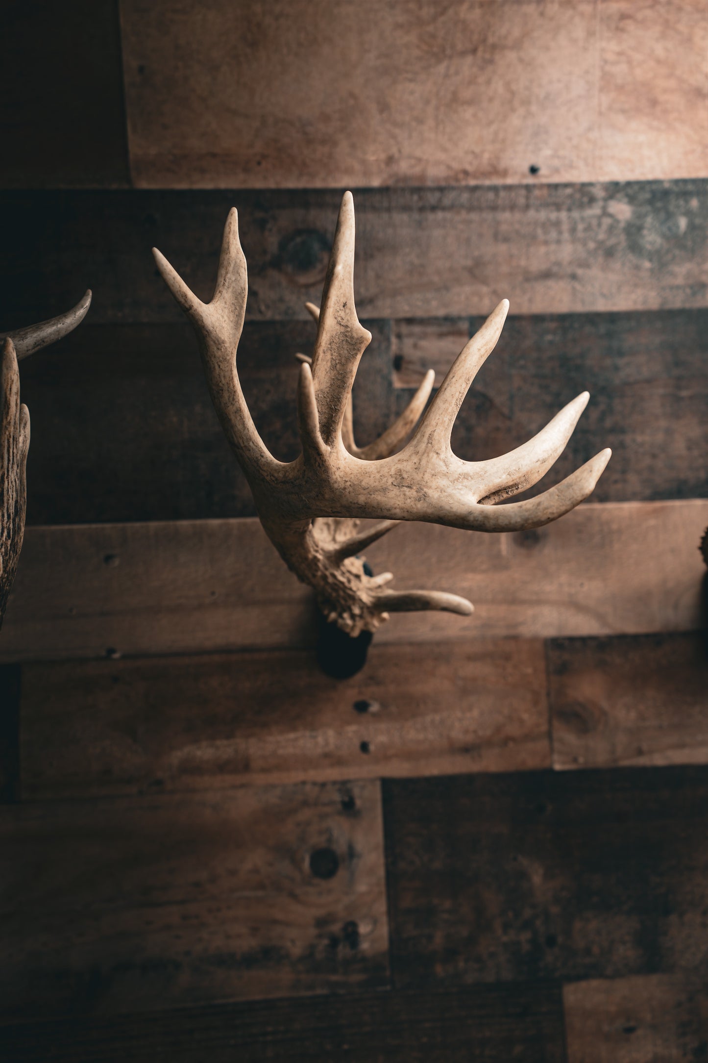 Buck Bracket - Deer Antler Mount