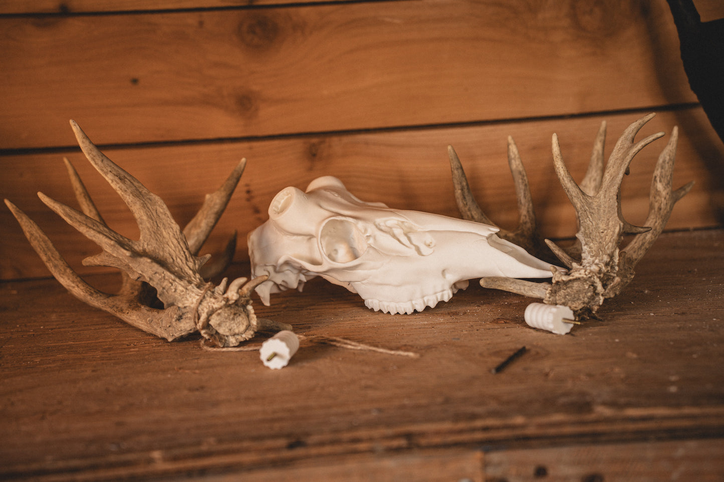 Whitetail Deer Snap Skull - Replica Mount
