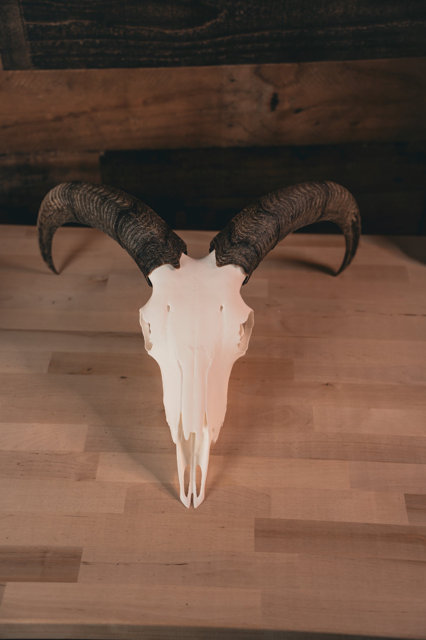 Aoudad Replica Skull (Barbary Sheep)
