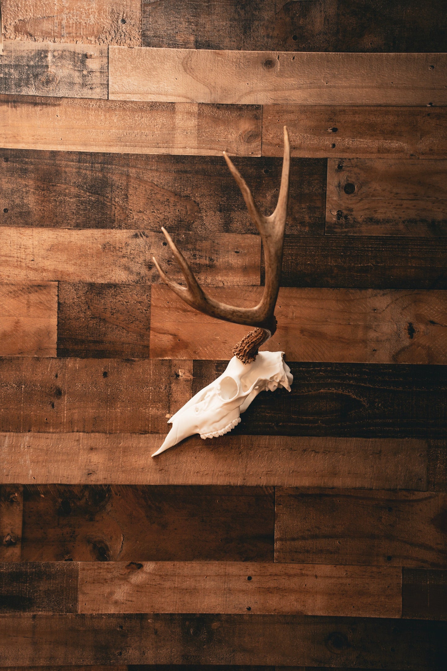 Deer Half Skull Mount