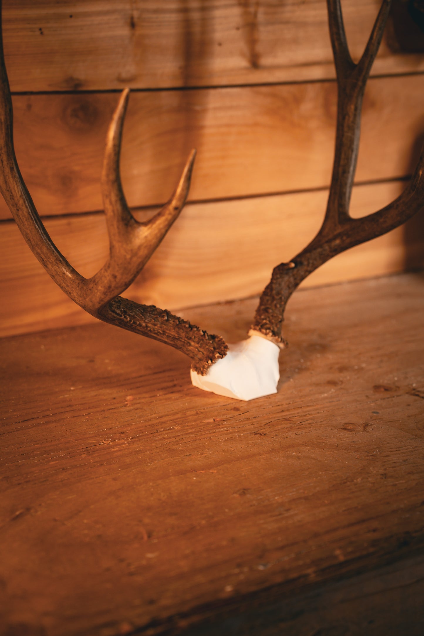 Deer Skull Cap - Replica Mount