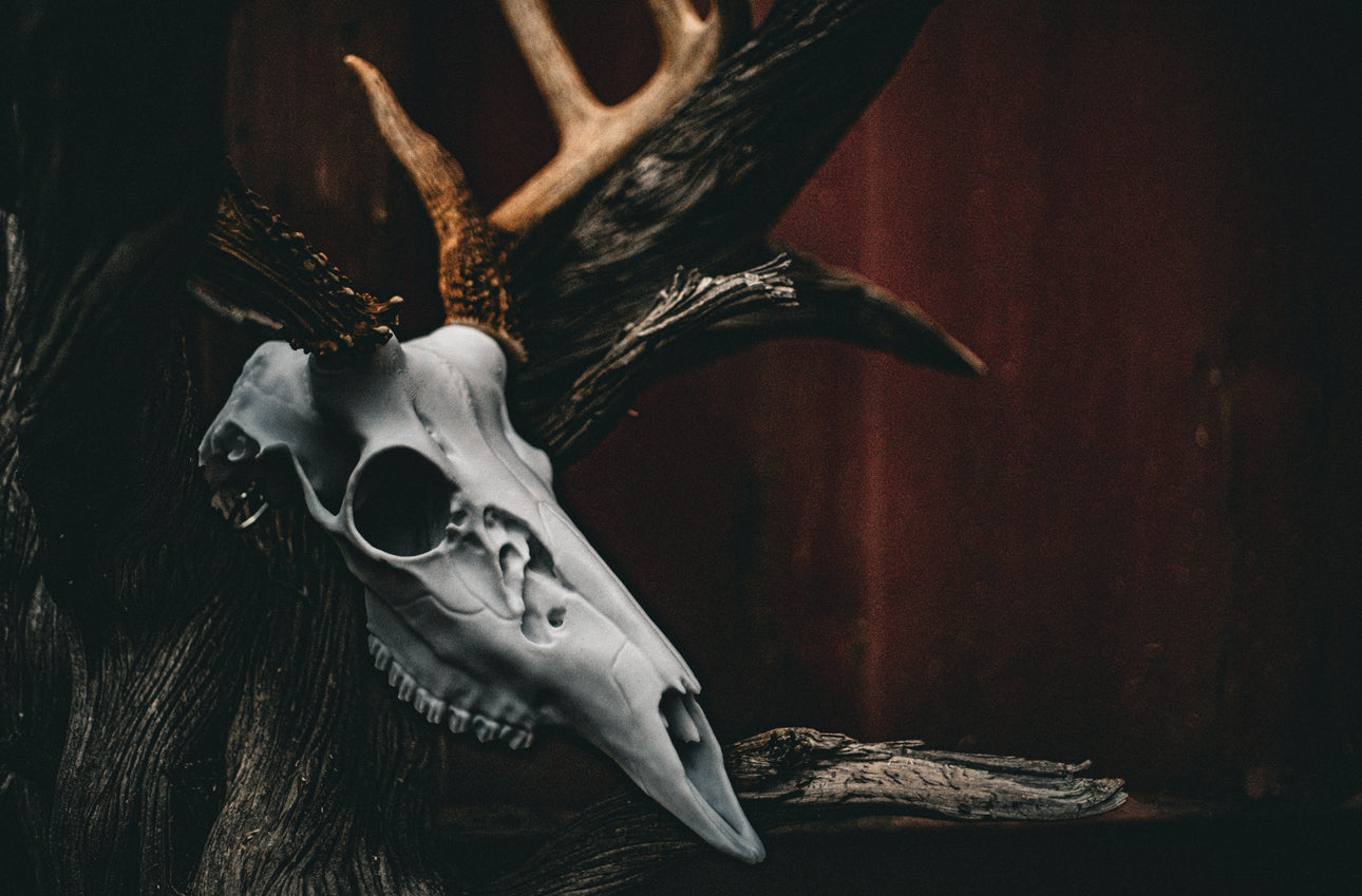Whitetail Deer Snap Skull - Replica Mount