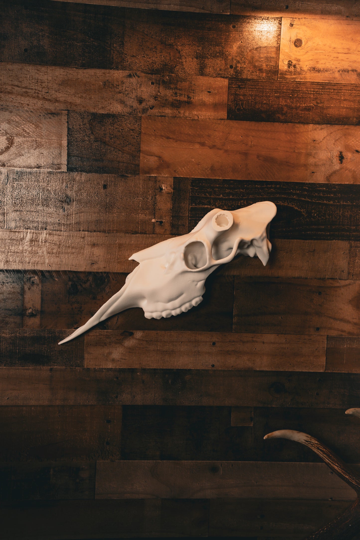 Moose Half Skull Mount