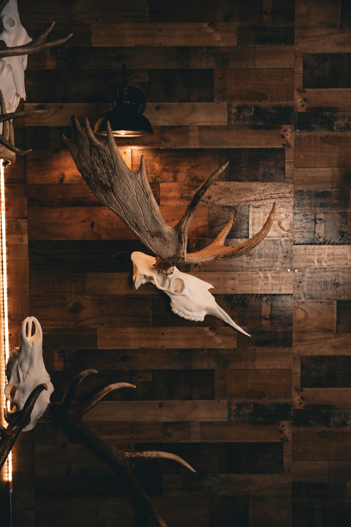 Moose Half Skull Mount