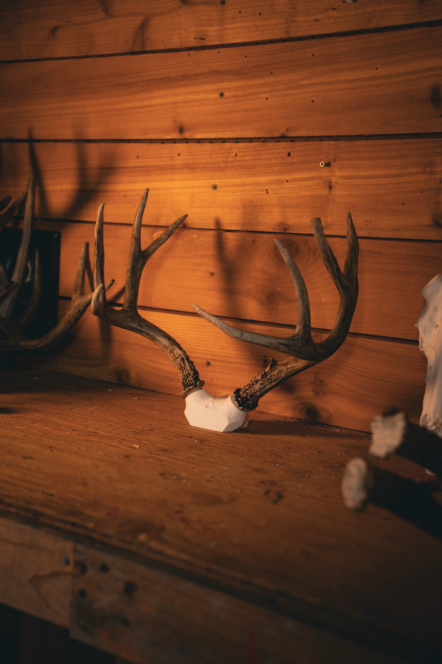 Deer Skull Cap - Shoulder Mount