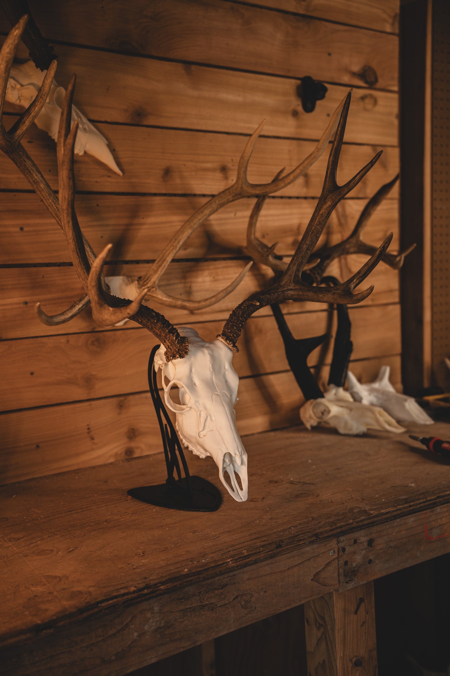 Mule Deer Snap Skull - Replica Mount