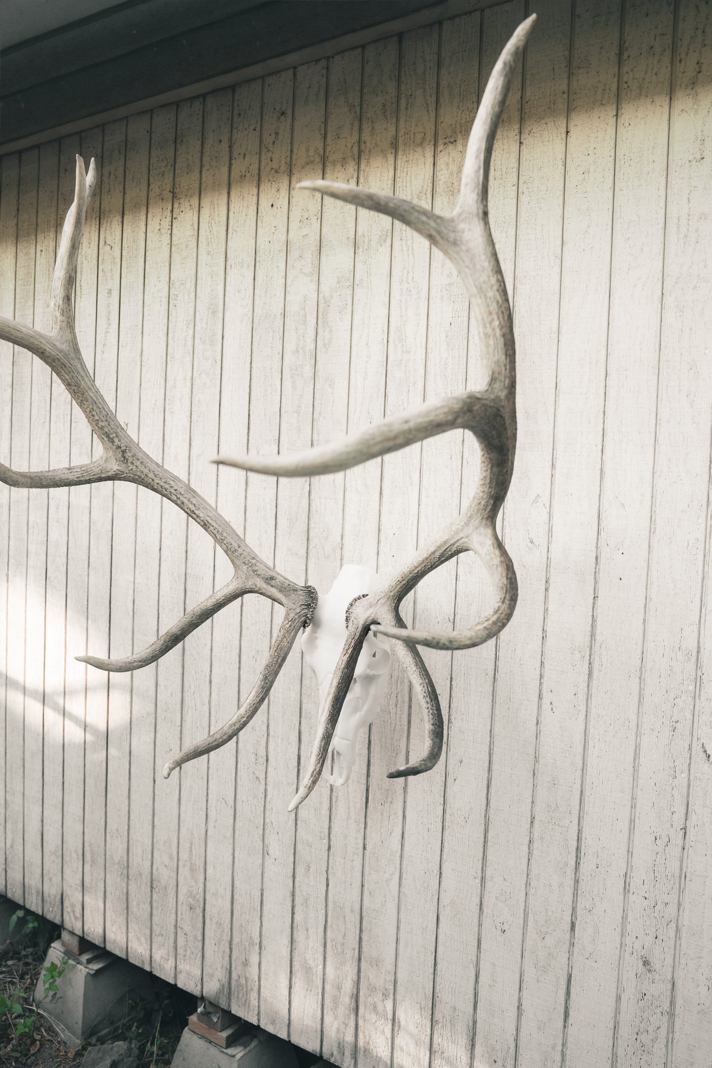 Elk Snap Skull - Replica Mount