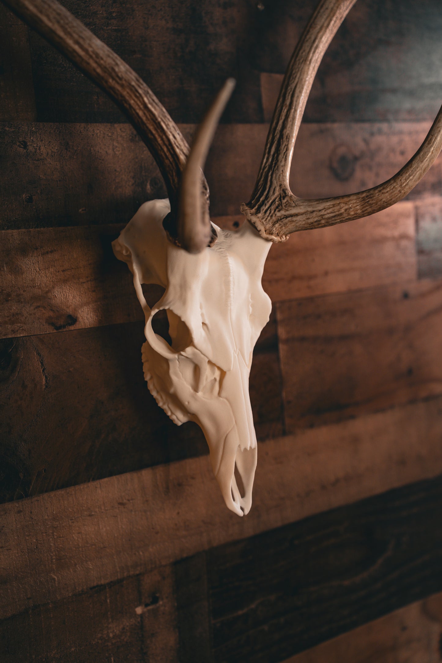 Axis Deer - Replica Mount
