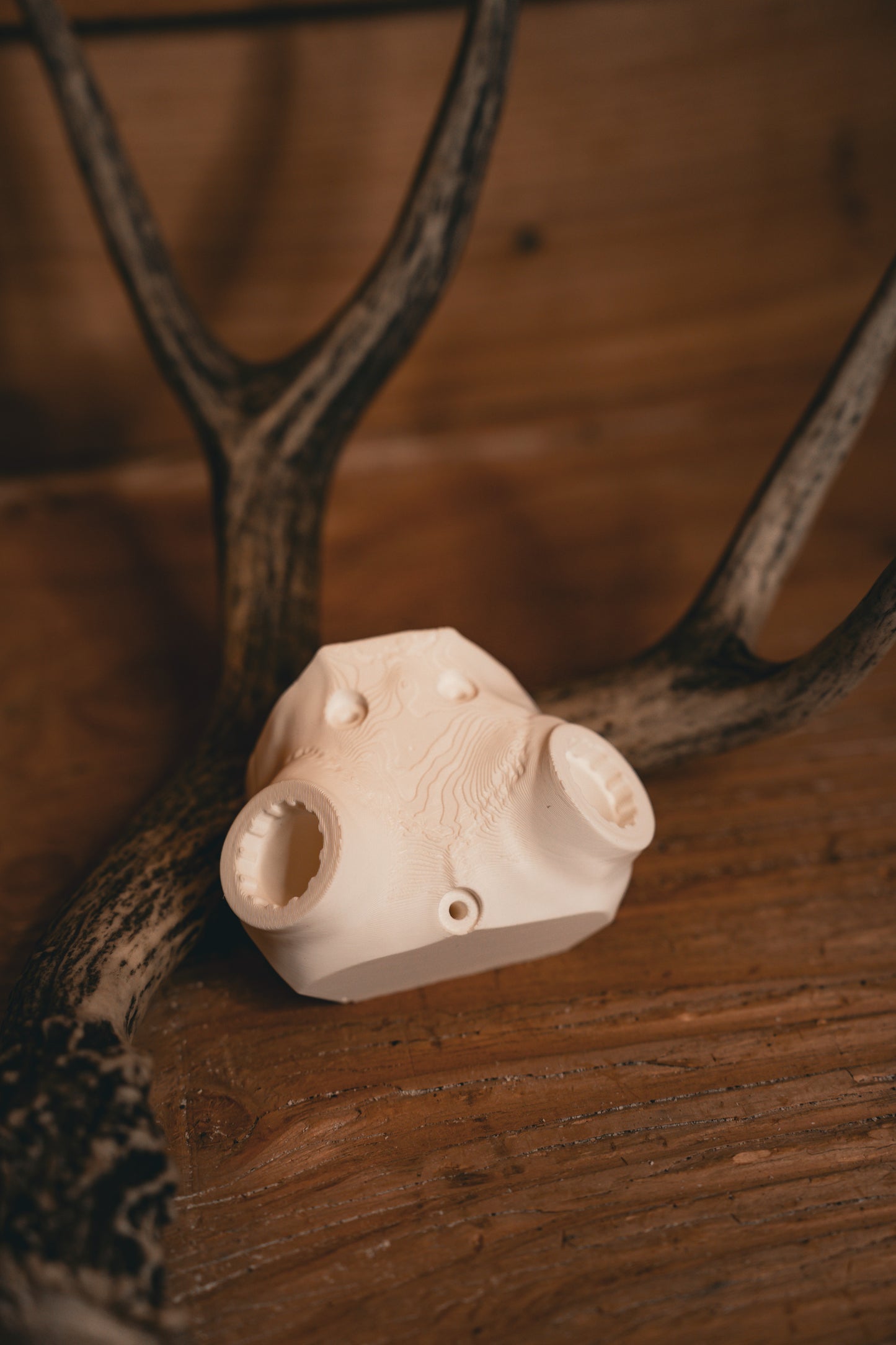 Deer Skull Cap - Shoulder Mount