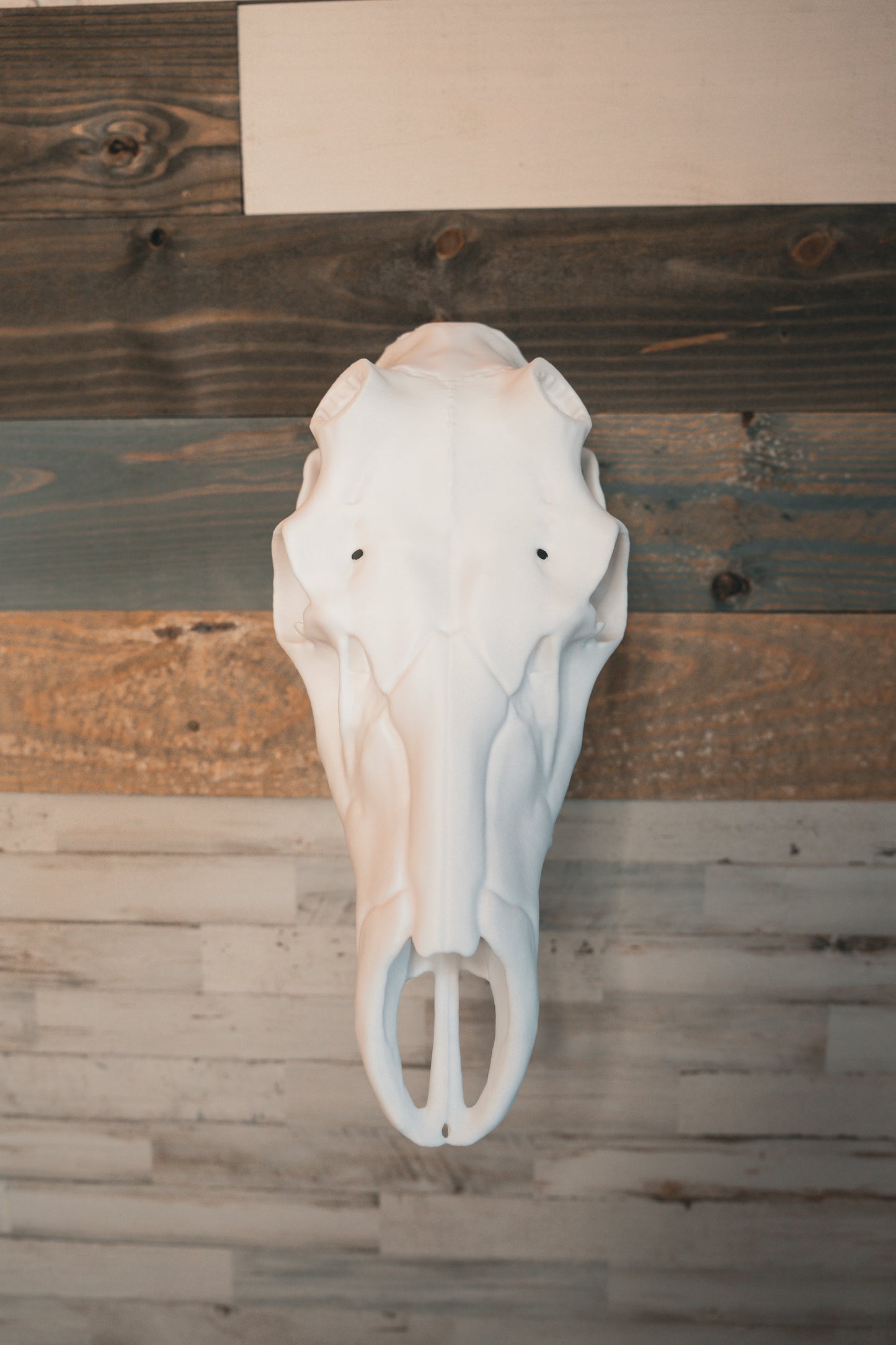 Elk Snap Skull - Replica Mount